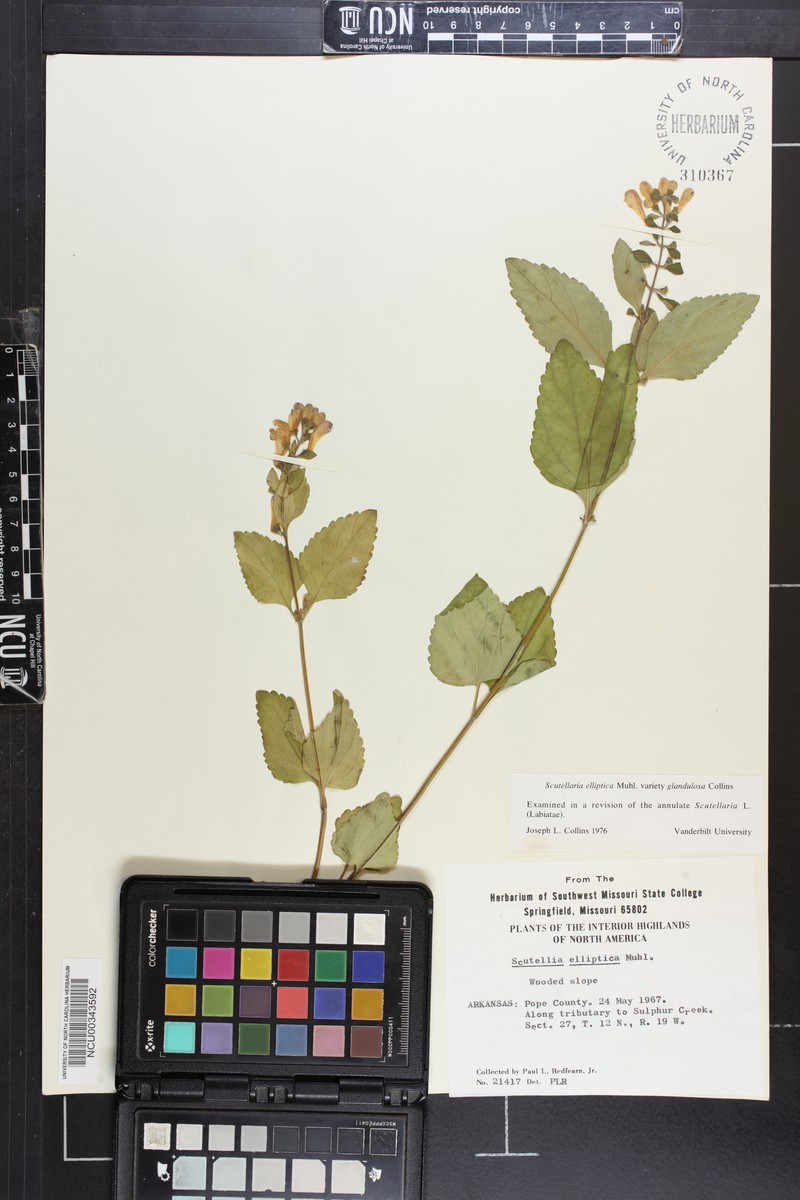 Scutellaria elliptica var. glandulosa photo 3