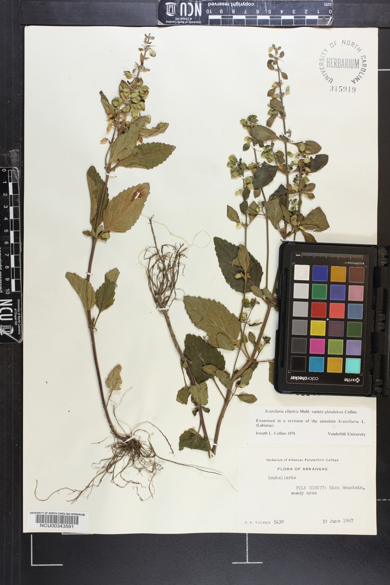 Scutellaria elliptica var. glandulosa photo 4
