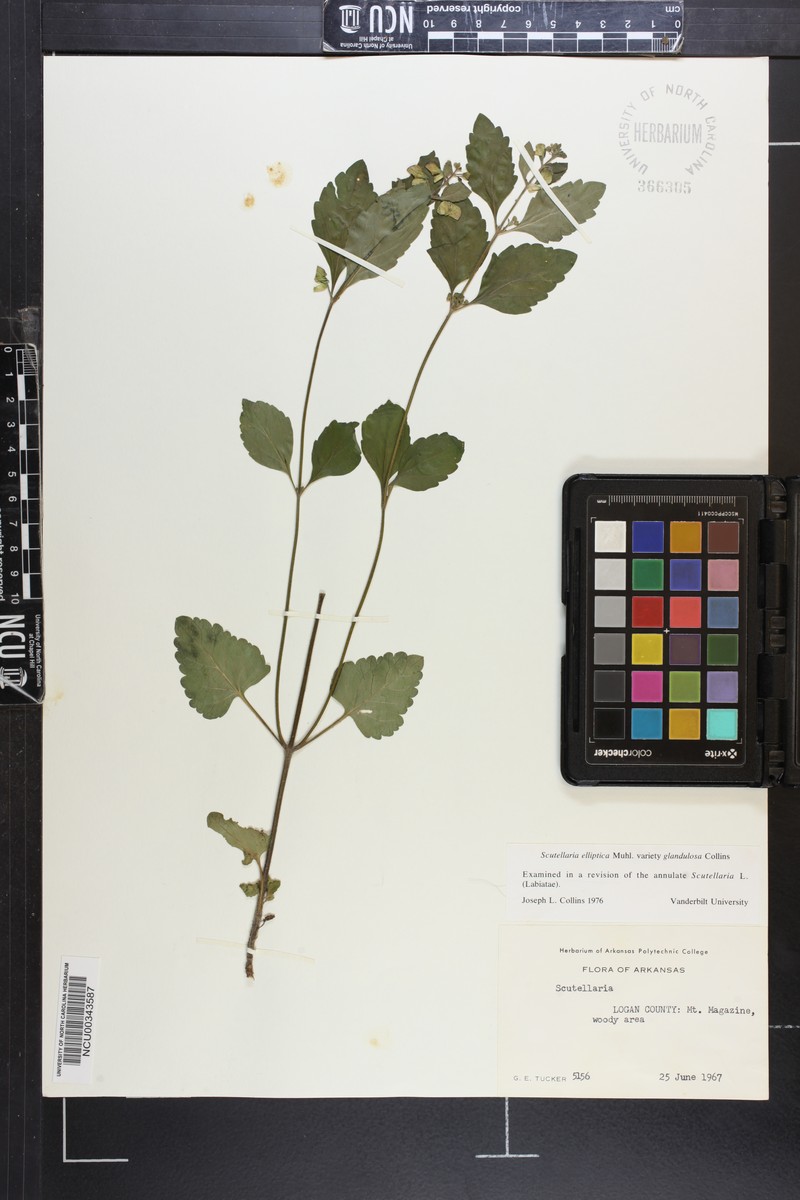Scutellaria elliptica var. glandulosa photo 5