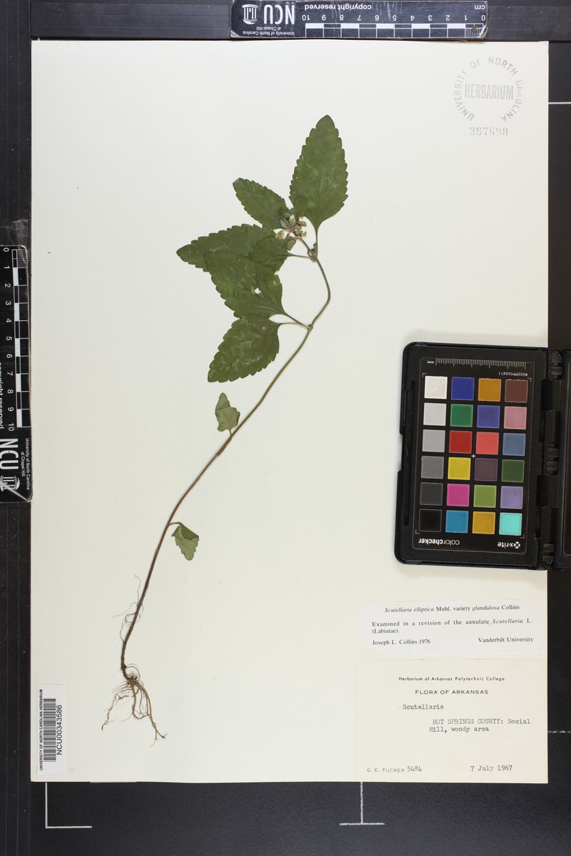 Scutellaria elliptica var. glandulosa photo 6