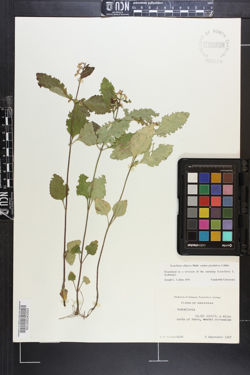 Scutellaria elliptica var. glandulosa photo 7