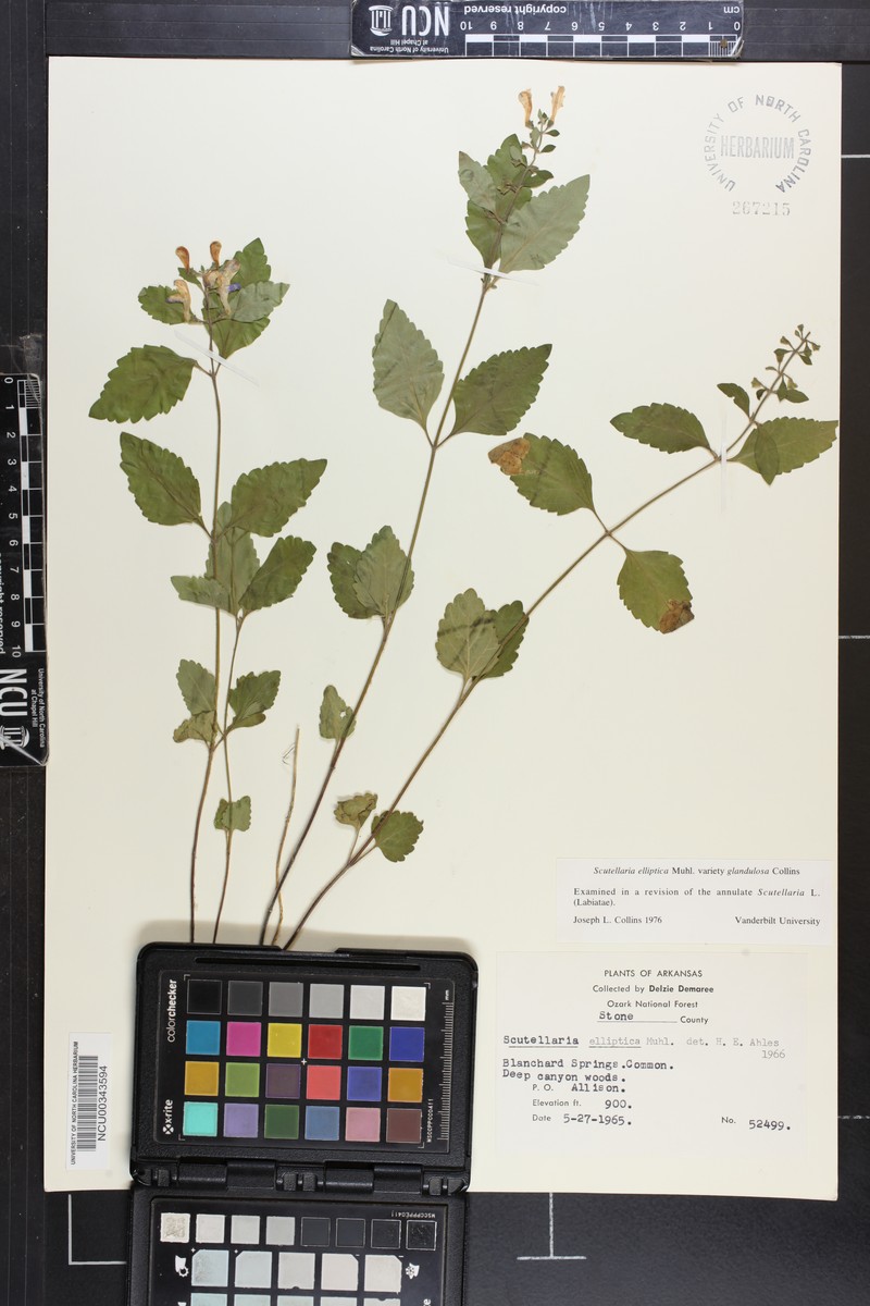 Scutellaria elliptica var. glandulosa photo 8