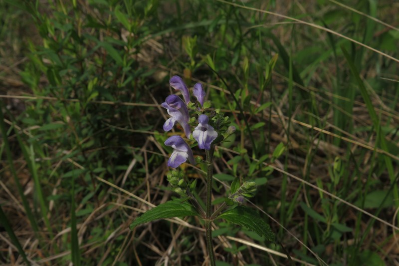 Scutellaria elliptica var. hirsuta