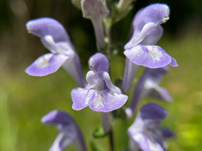 Scutellaria elliptica var. hirsuta photo 2