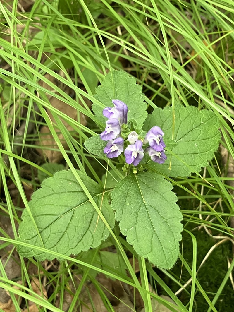 Scutellaria elliptica var. hirsuta photo 3