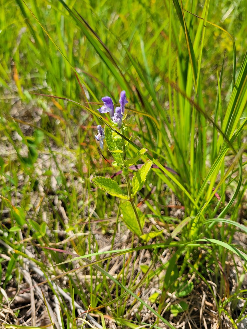Scutellaria elliptica var. hirsuta photo 4