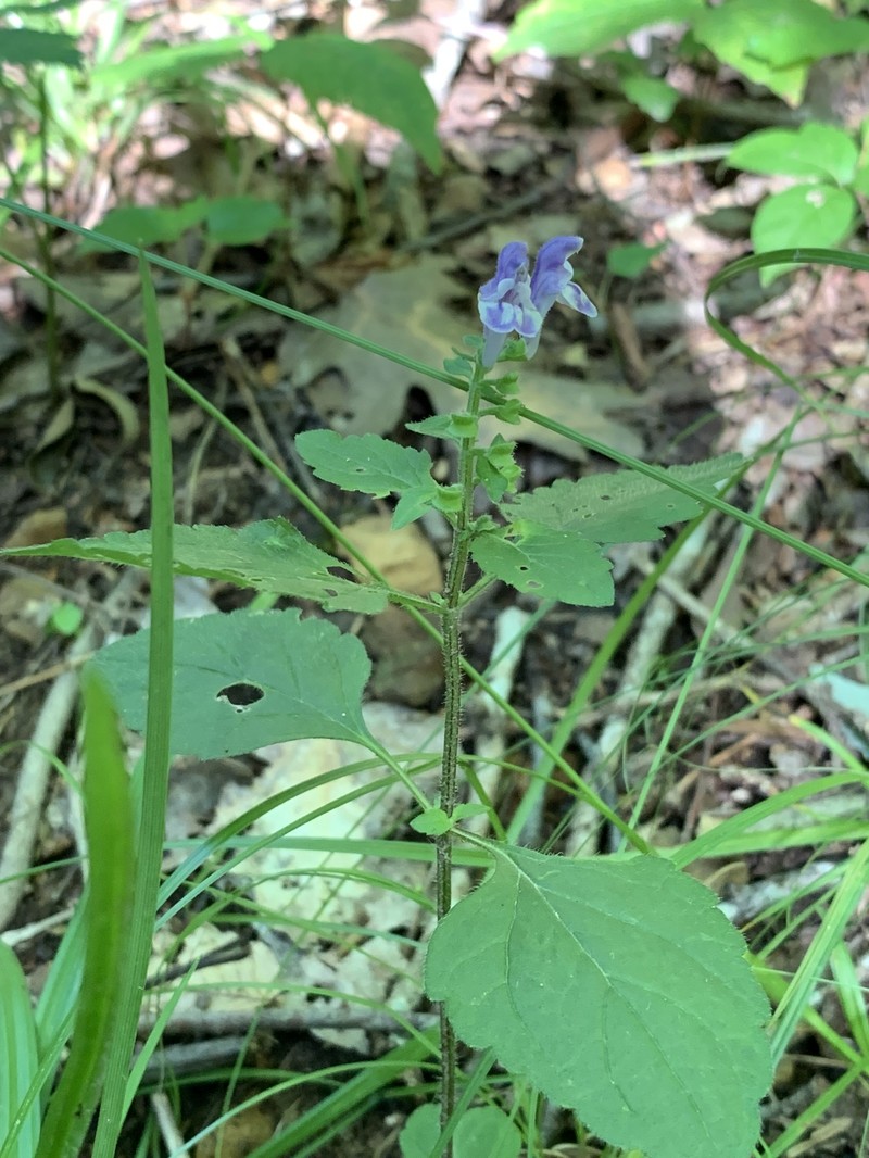 Scutellaria elliptica var. hirsuta photo 5