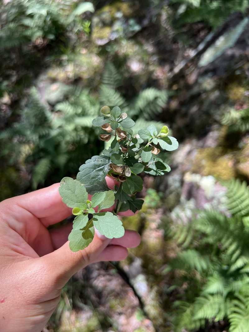 Scutellaria elliptica var. hirsuta photo 6
