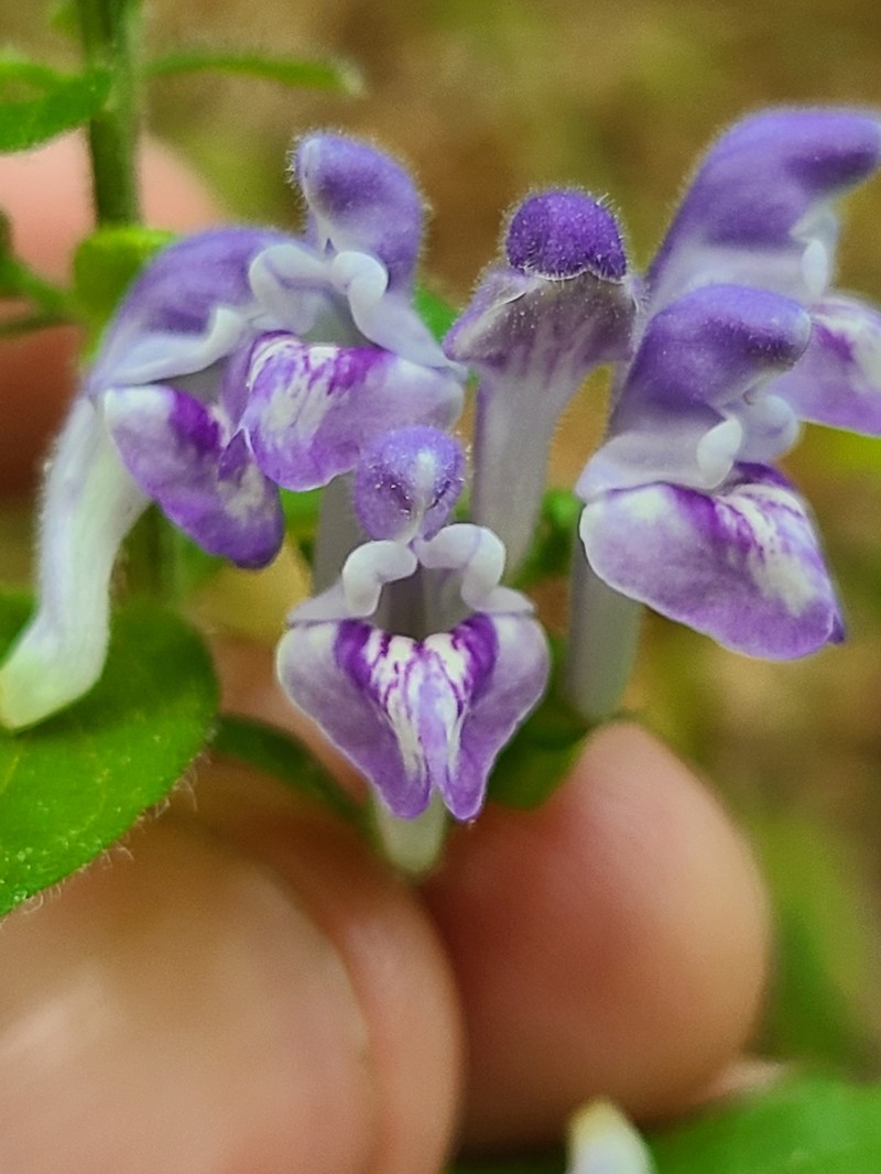 Scutellaria elliptica var. hirsuta photo 7