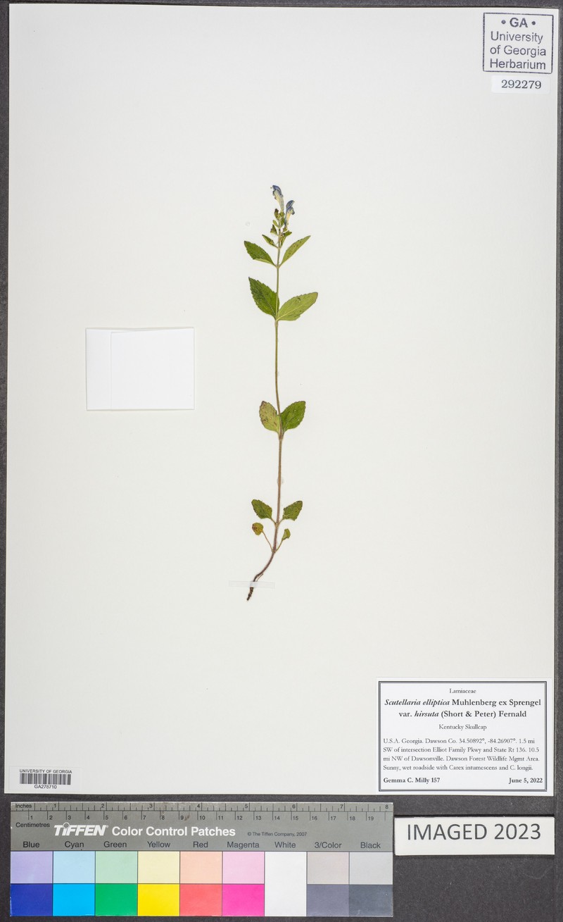 Scutellaria elliptica var. hirsuta photo 8