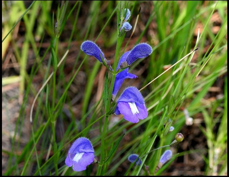Florida Skullcap photo 2