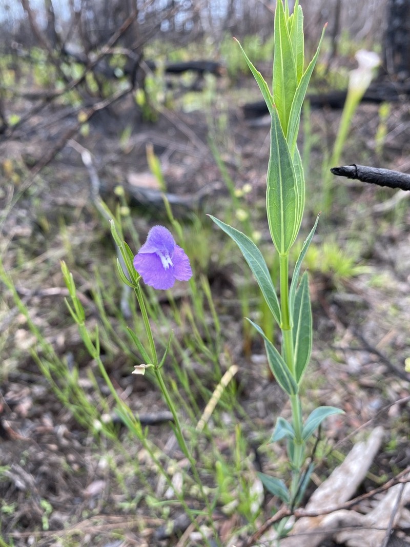 Florida Skullcap photo 3