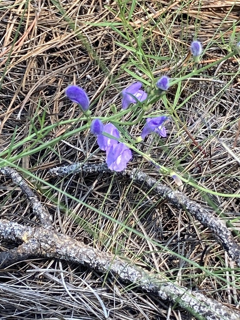 Florida Skullcap photo 4