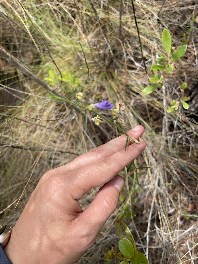 Florida Skullcap photo 5