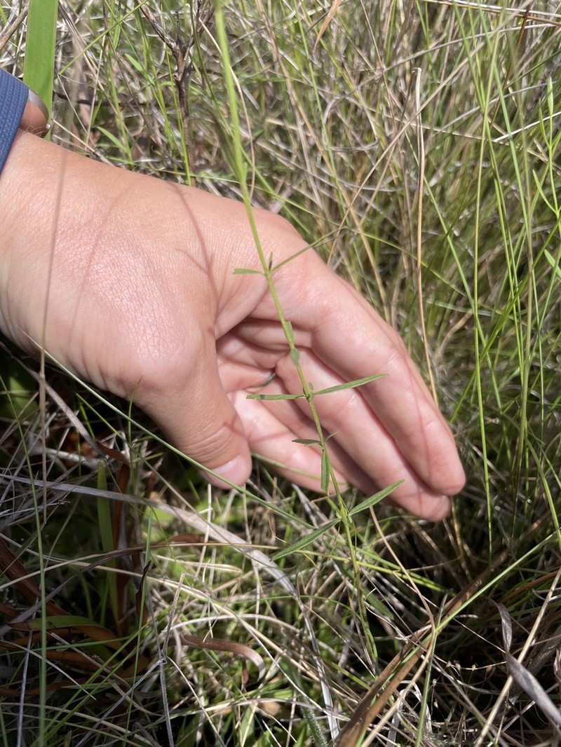 Florida Skullcap photo 6