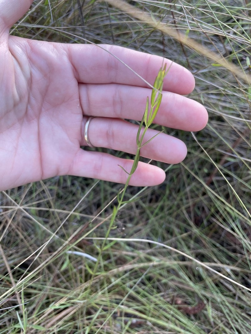Florida Skullcap photo 7