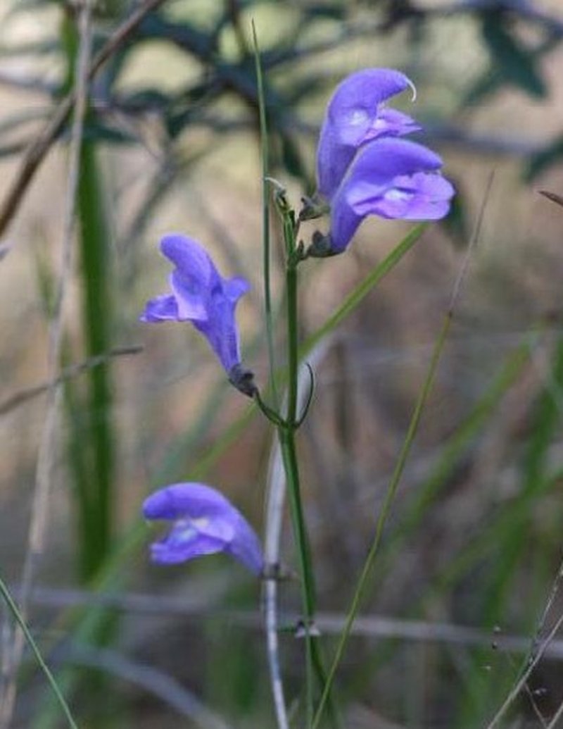 Florida Skullcap