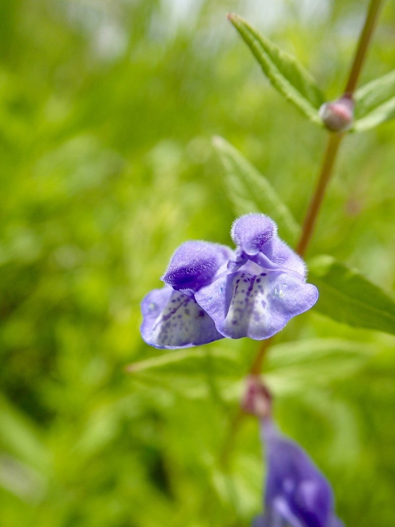 Marsh Skullcap photo 3
