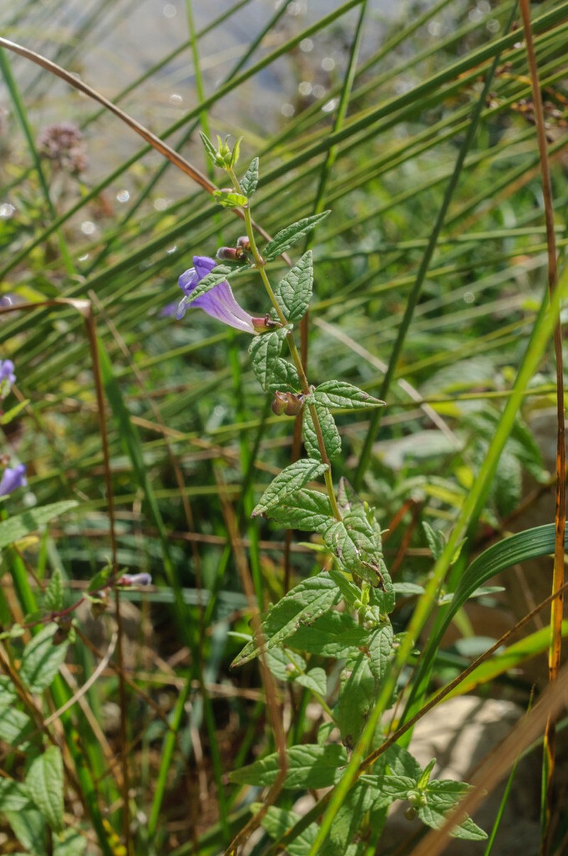 Marsh Skullcap photo 4
