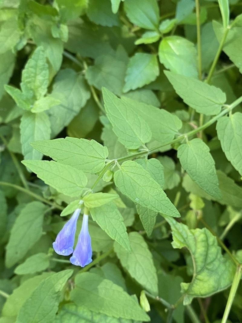 Marsh Skullcap photo 5