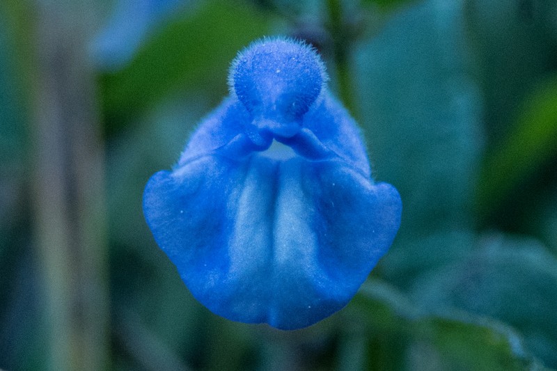 Marsh Skullcap photo 6