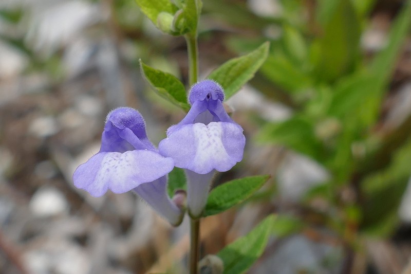 Marsh Skullcap photo 7