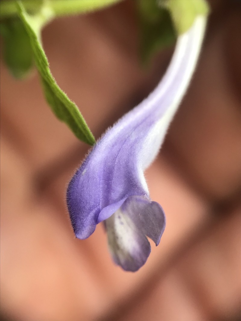 Marsh Skullcap photo 8