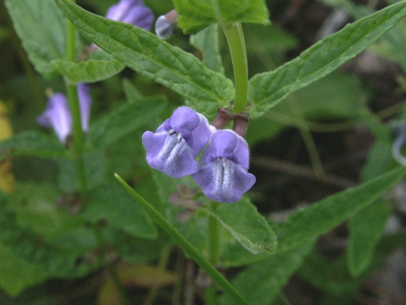 Marsh Skullcap photo 4