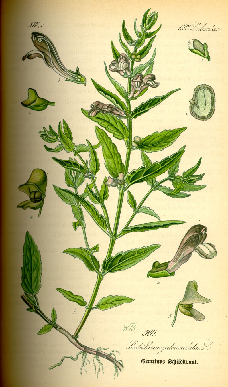 Marsh Skullcap