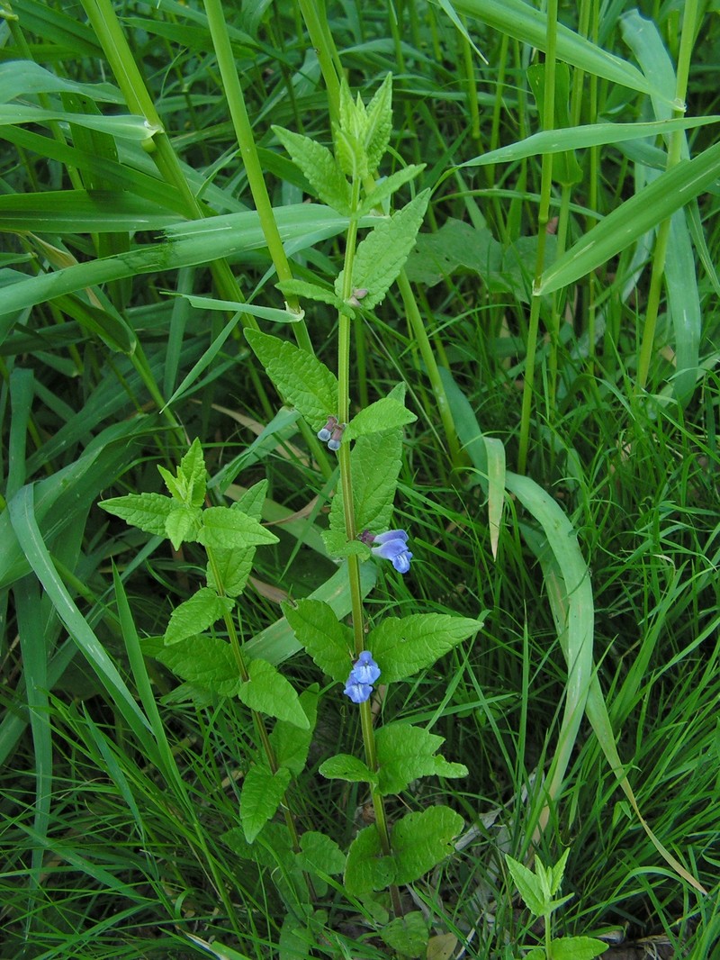 Marsh Skullcap photo 2