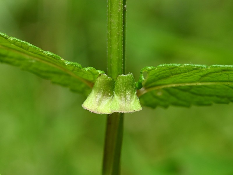 Marsh Skullcap photo 3
