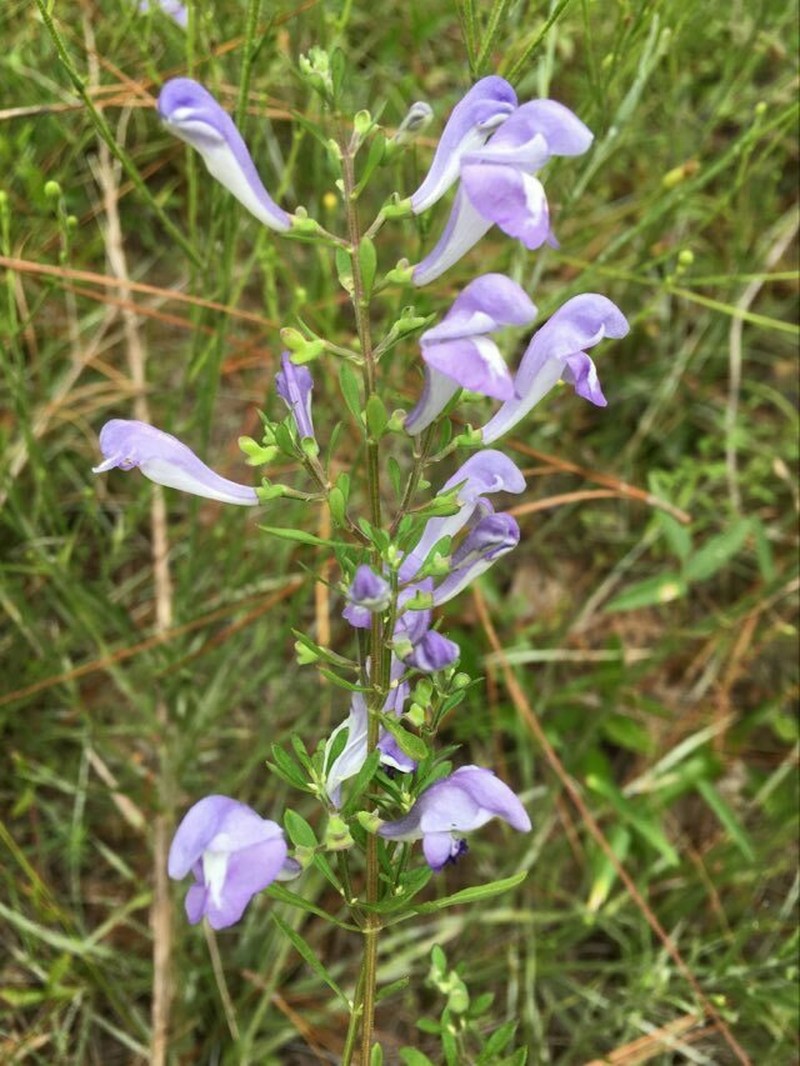 Georgia Skullcap