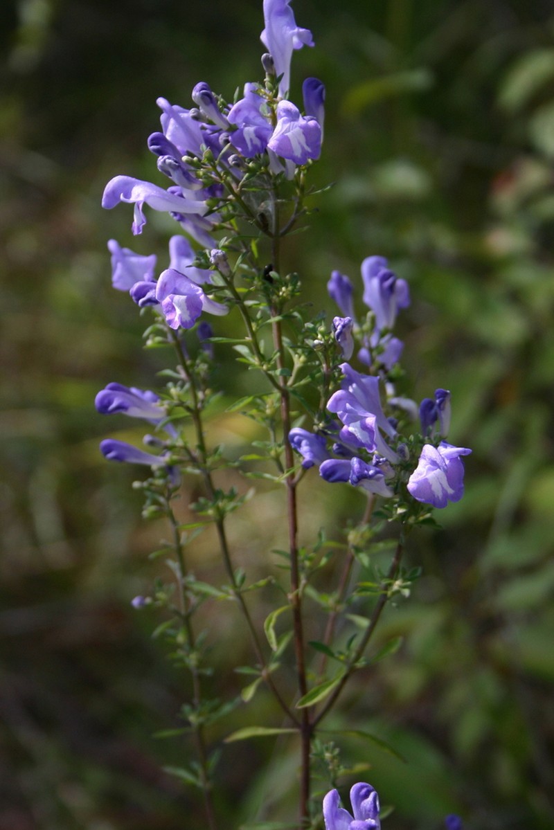 Georgia Skullcap photo 3
