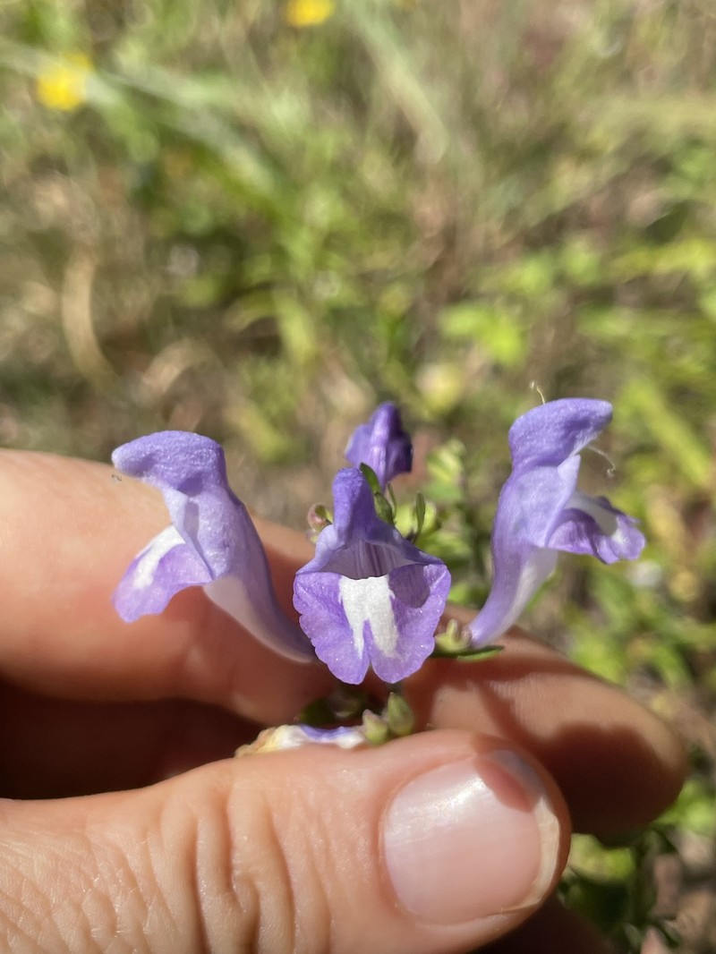 Georgia Skullcap photo 5