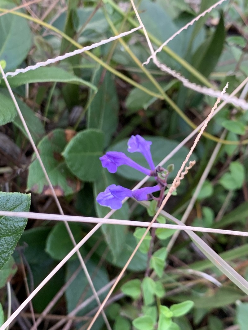 Havana Skullcap