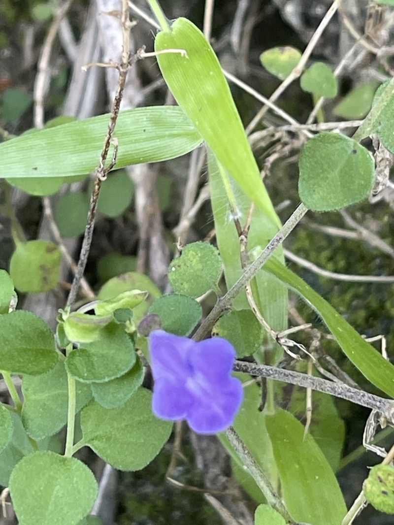 Havana Skullcap photo 3