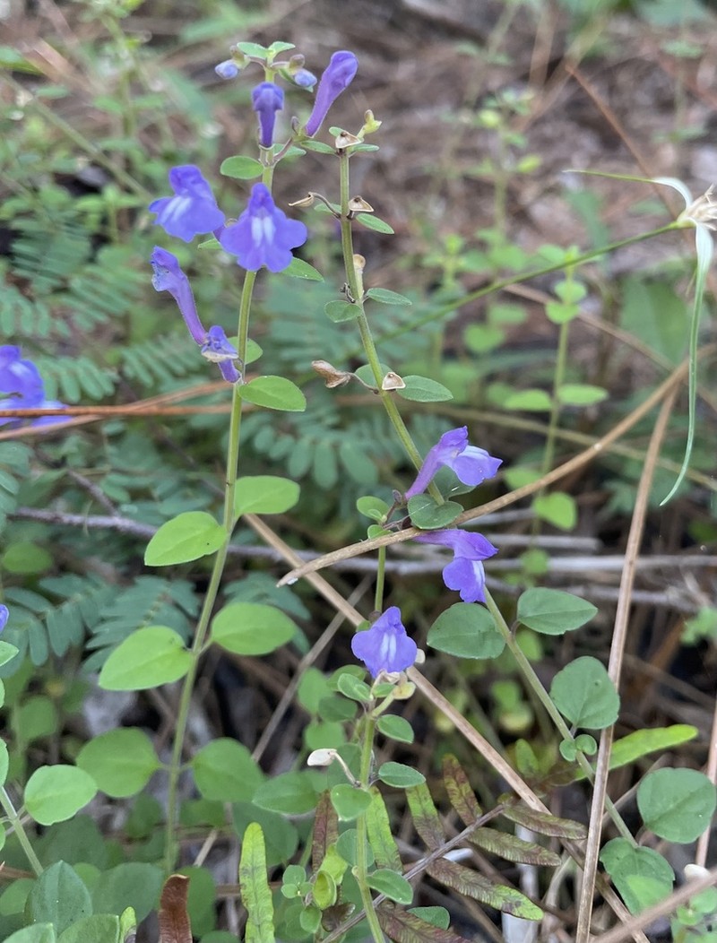 Havana Skullcap photo 4