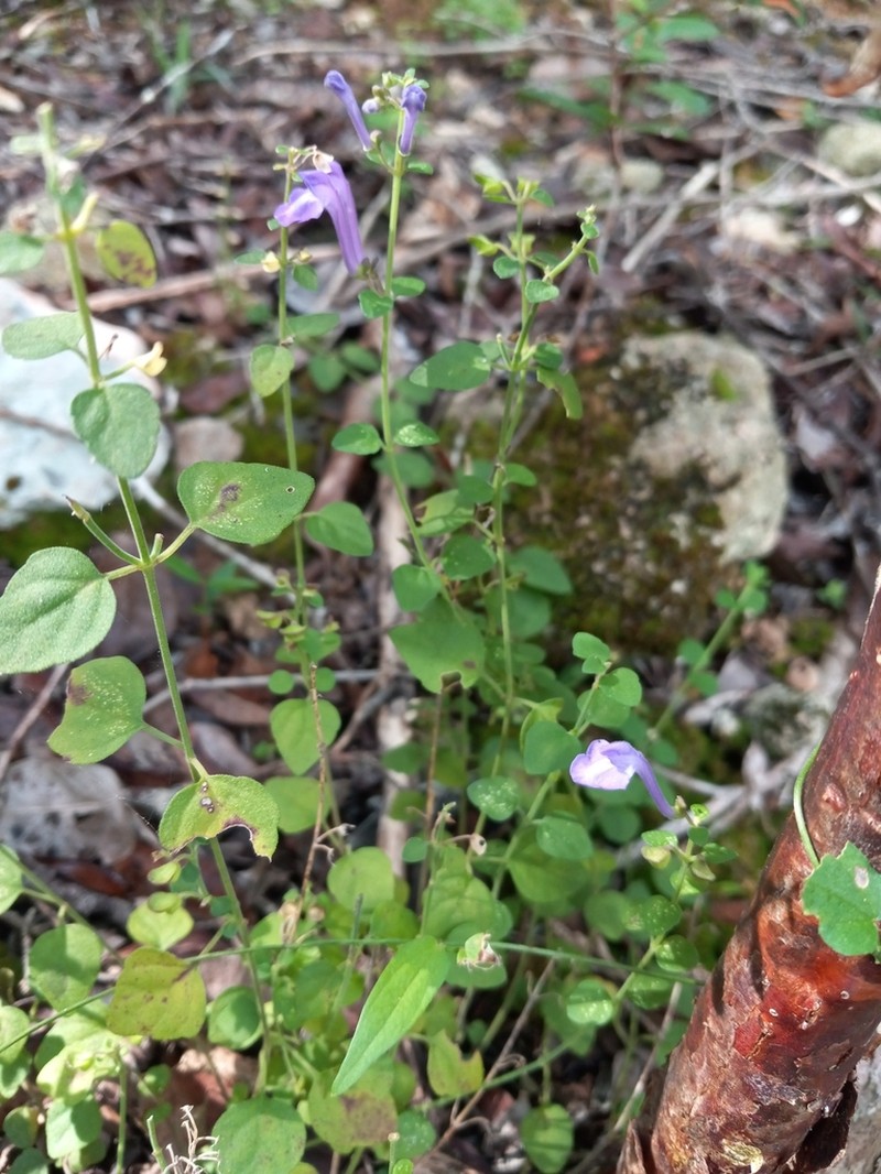 Havana Skullcap photo 6