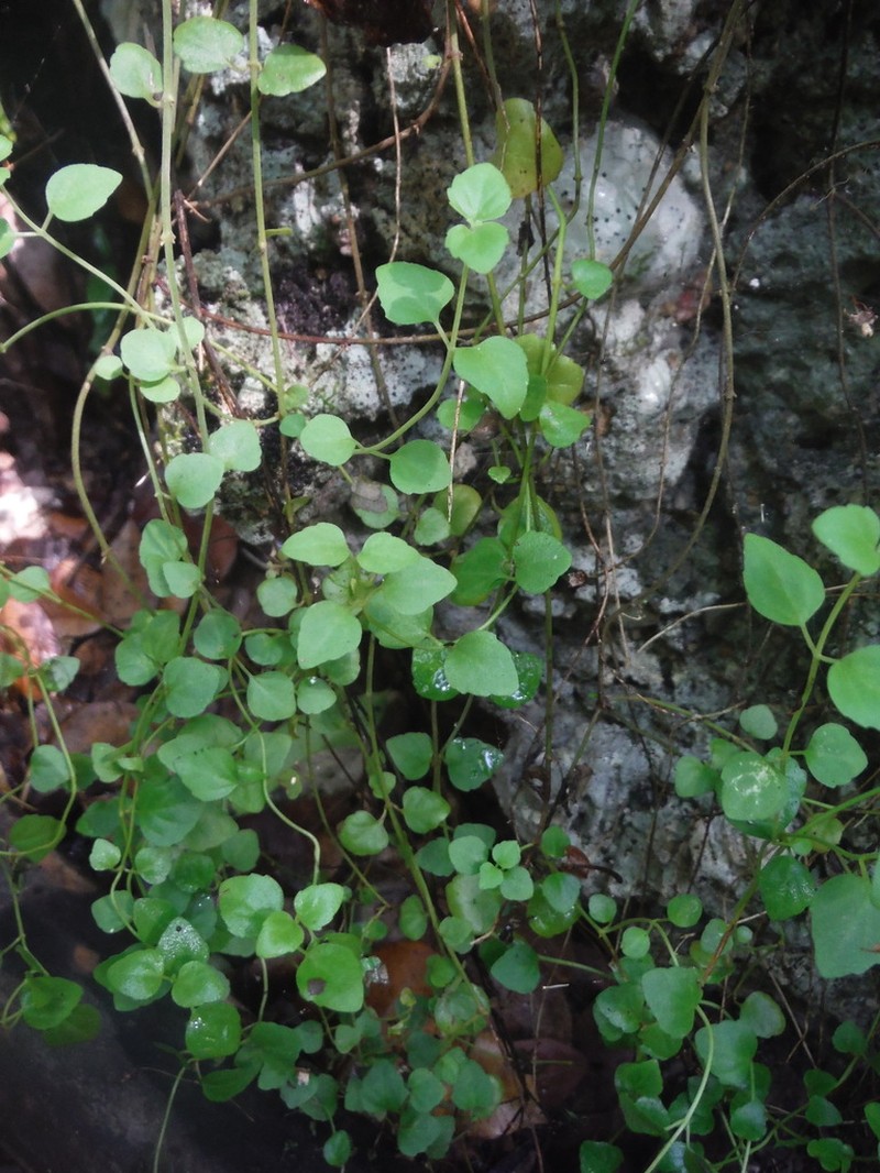 Havana Skullcap photo 8