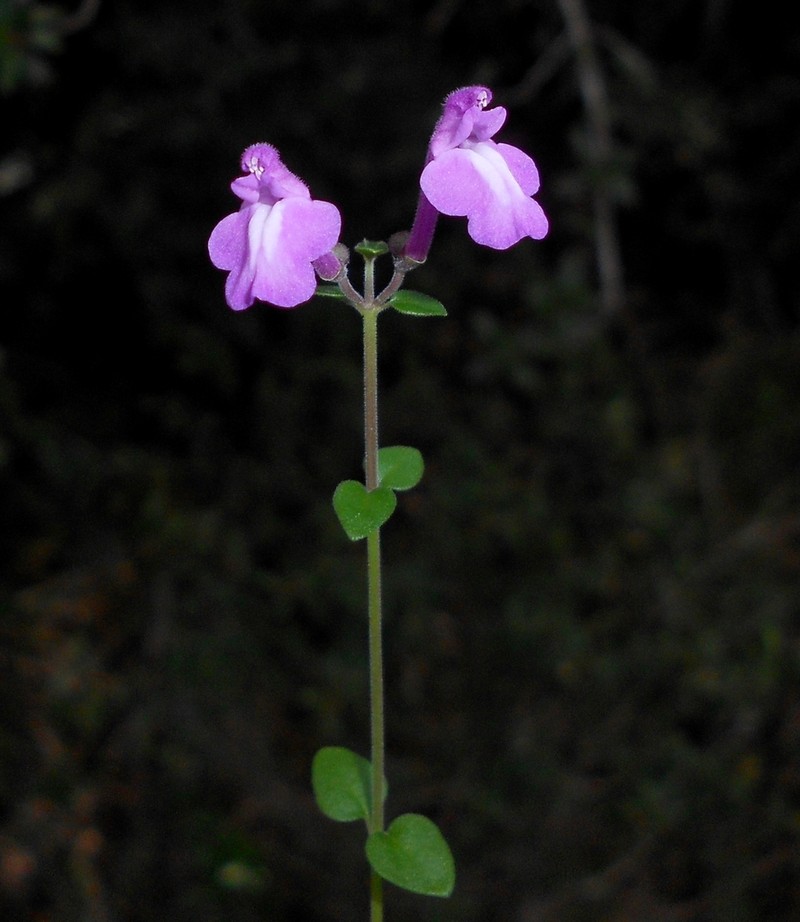 Scutellaria holguinensis