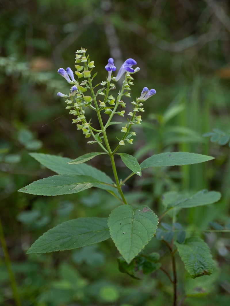 Hoary Skullcap
