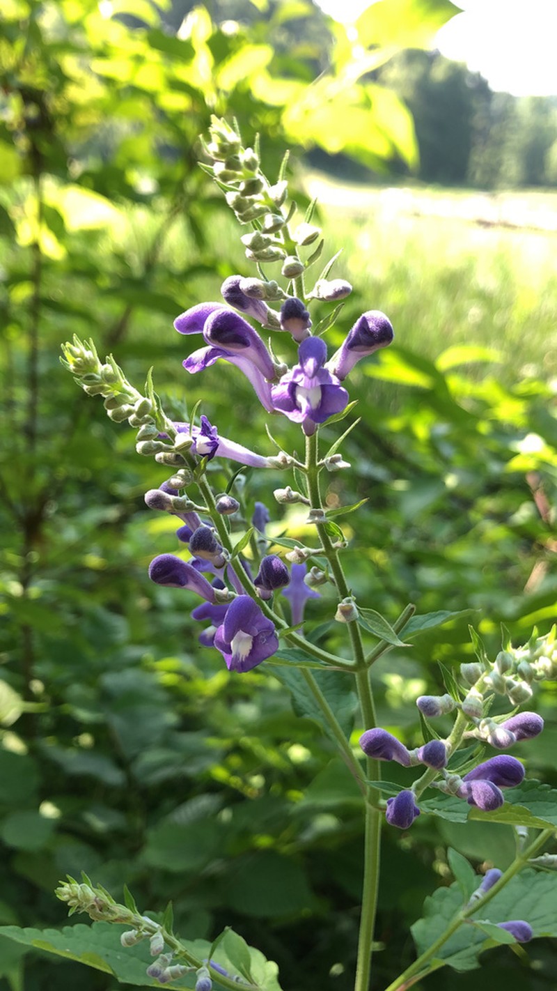 Hoary Skullcap photo 2