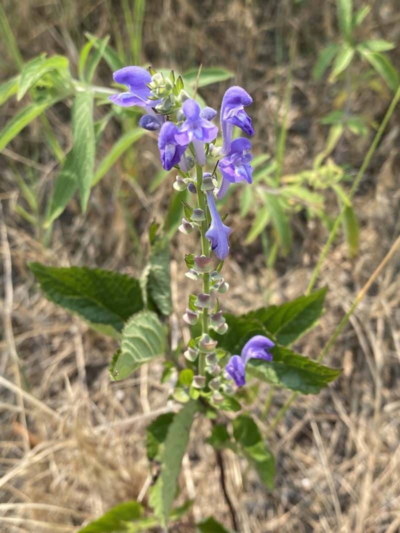 Hoary Skullcap photo 3