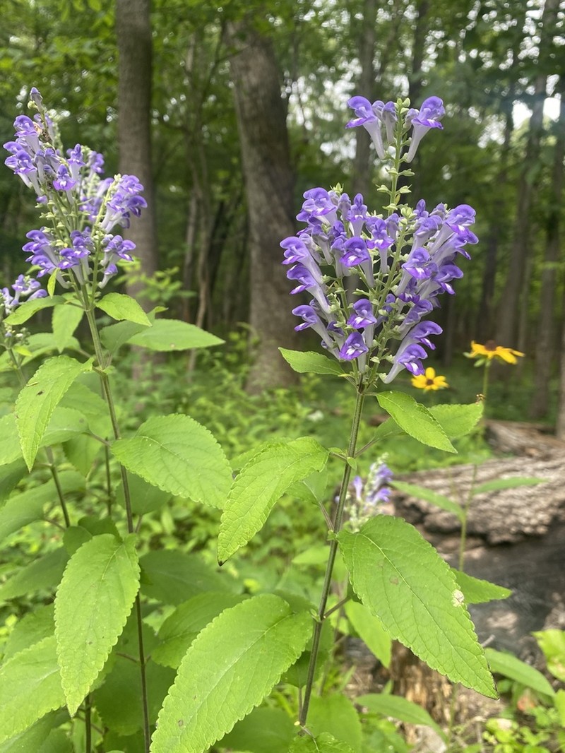 Hoary Skullcap photo 4