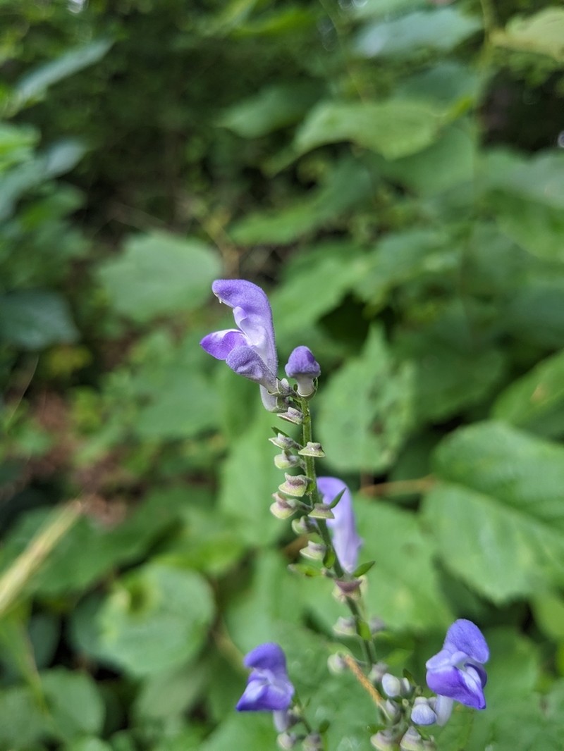 Hoary Skullcap photo 5