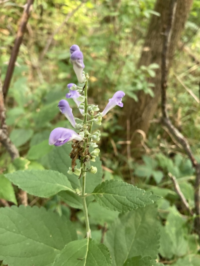 Hoary Skullcap photo 6