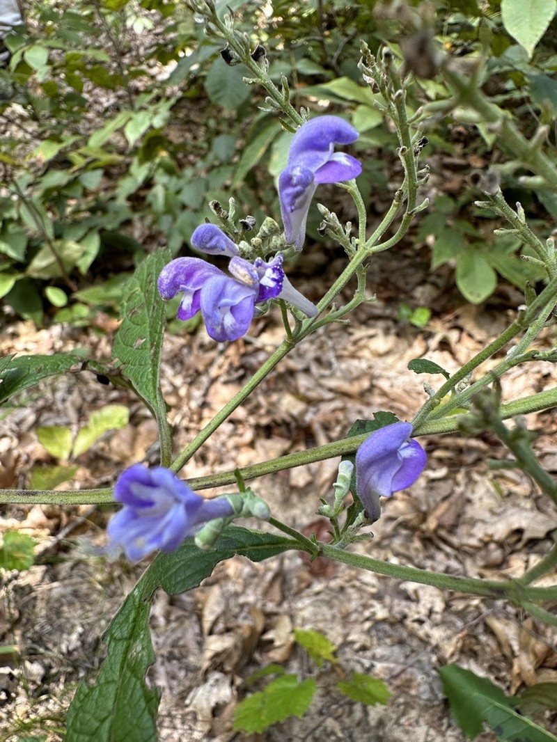 Hoary Skullcap photo 7