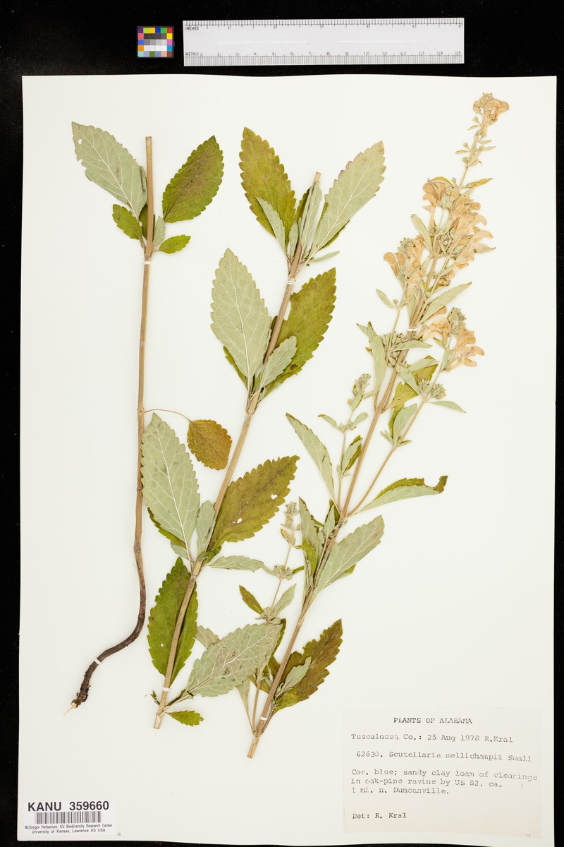 Scutellaria incana var. australis