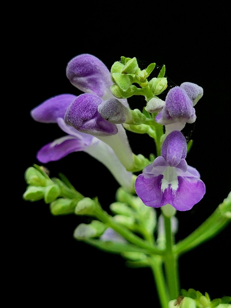 Scutellaria incana var. incana