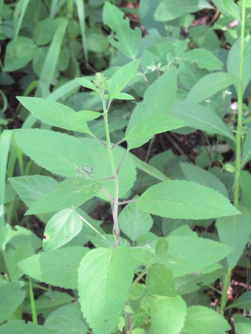 Scutellaria incana var. incana photo 4